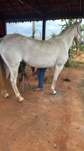 Égua tordilha - Três Tambores