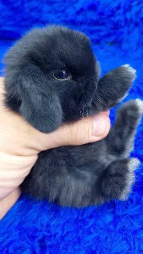 Mini Lop Uruguai bicolor (Black)