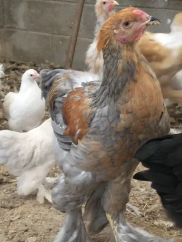 Galos da raça Brahma 