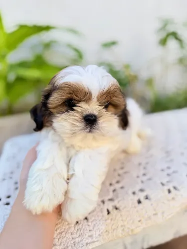 Shih tzu macho
