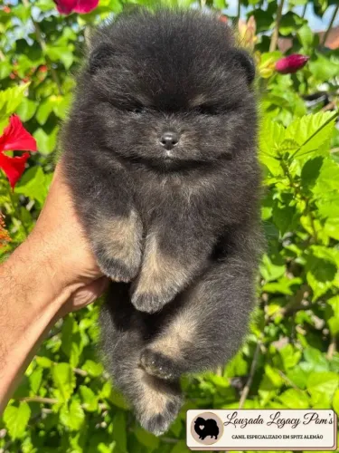 Spitz alemão