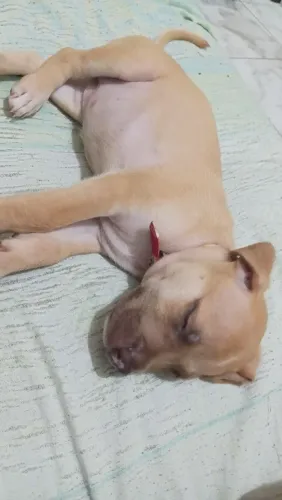 Cachorro pitbull
