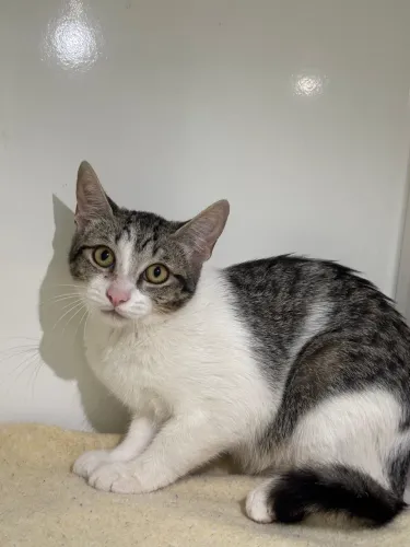 Gatinha pra doação