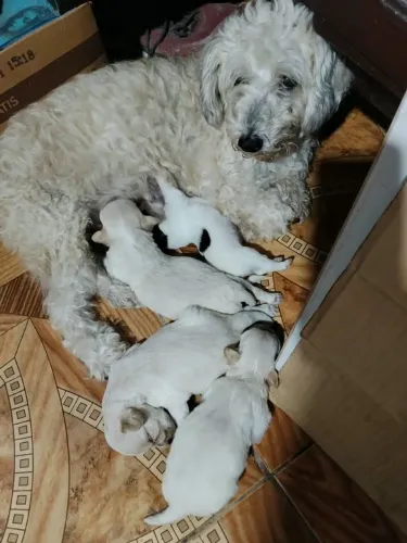 Poodle