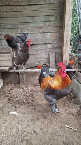 Ovos Férteis de Marans