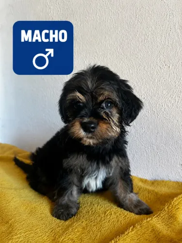 Cachorro de raça 