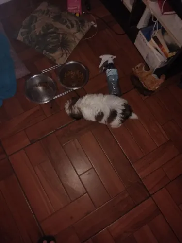 Shitzu lindos filhotes 