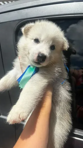 Filhote Husky Siberiano