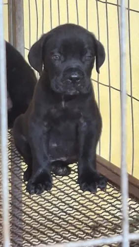 Cane corso Italiano