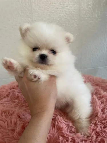 Spitz Alemão Anão Macho!! Belo Menino Disponível.