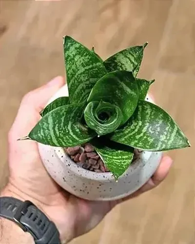 Mini espada de sao jorge