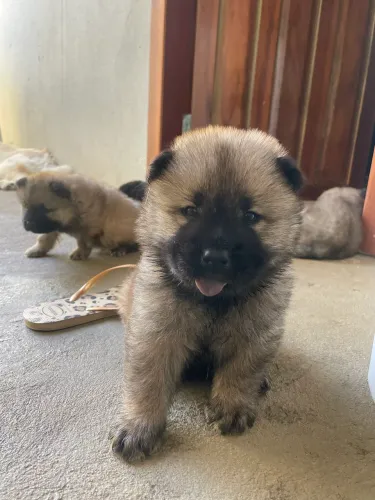 Cachorro chow chow