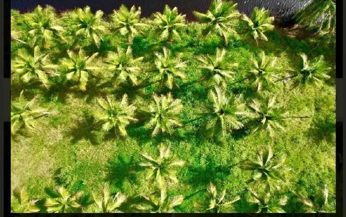  Côco Verde e Seco