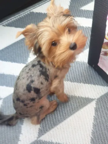 Lindo machinho merle com eterocromia