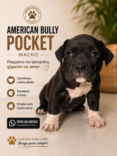 Filhote com 45 dias de American Bully pocket 