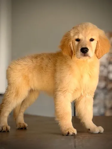 Golden Retrivier