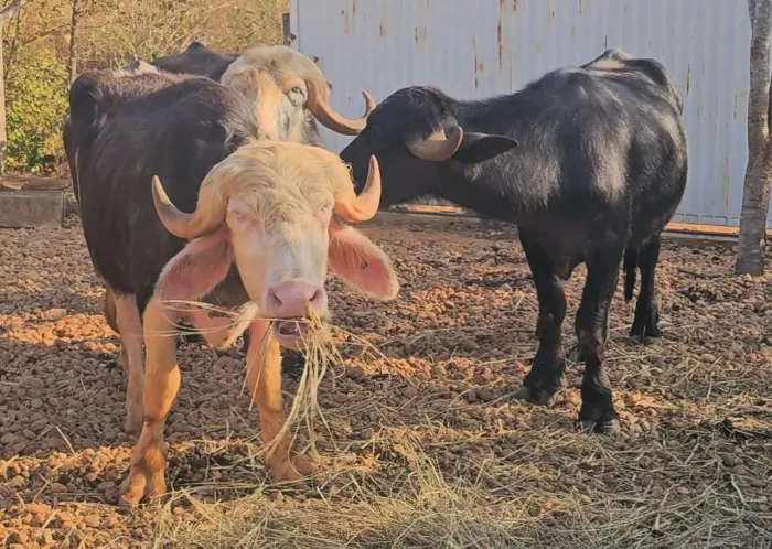 Casal de búfalos disponível a venda