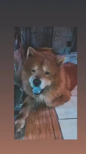 Chow chow