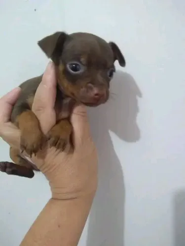 Pinscher Anão 0