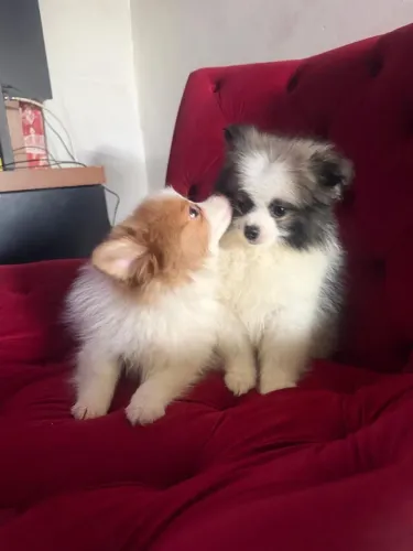 Lindos filhotes Lulu da pomerania spitz alemão mini