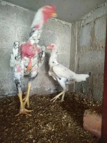 Galo e galinha de procedência