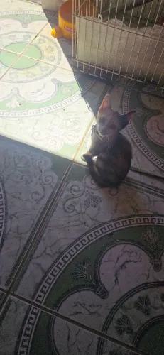 Doacao gatinha
