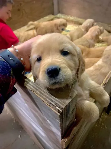 Golden Um cachorro que nasceu para ser o centro das atenções