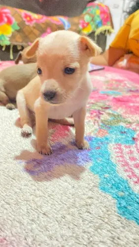 Cachorro pincher n 1