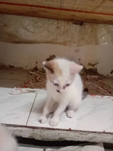 Gatas pra doação