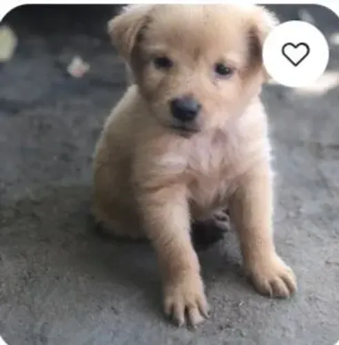 Vendo filhotes de chow-chow mestiços