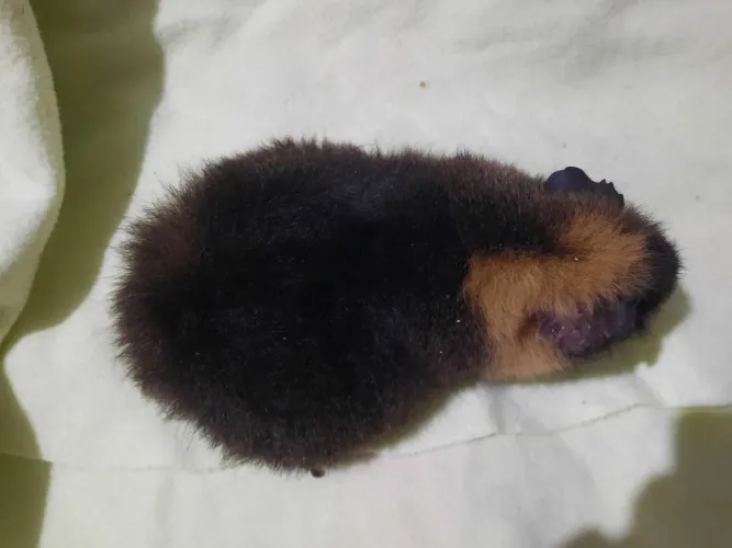 Porquinho da india raça US Teddy 