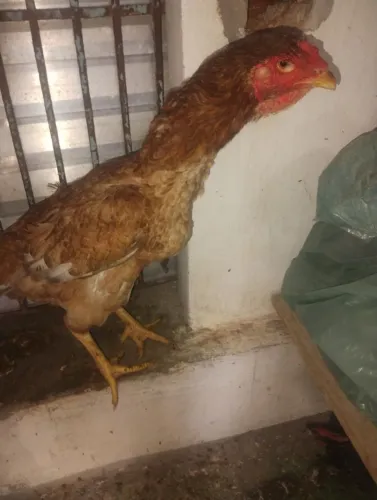 Galinha rodilan