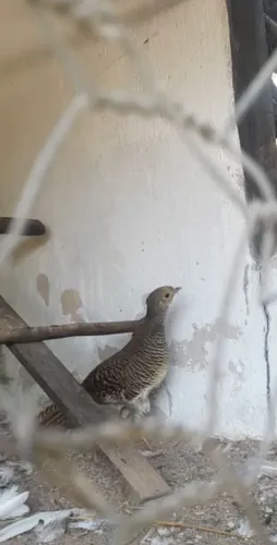 Galinha