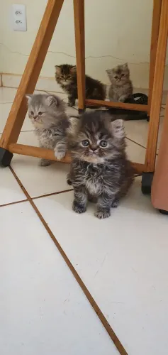 Gatos persas "extremados"
