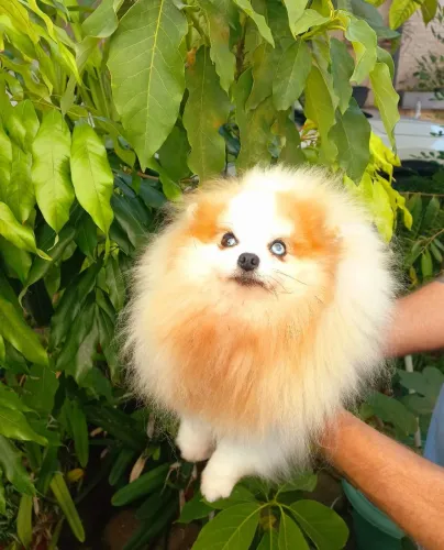 Spitz alemão ( Femêa castrada)