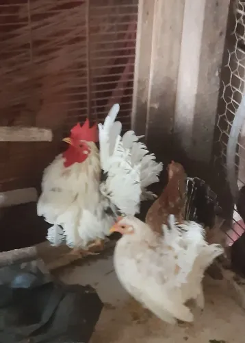 Galinhas serama 4 fêmeas um macho são bem pequenos