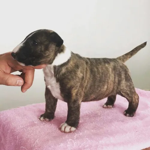 Filhote de bull terrier bagunceiro amoroso