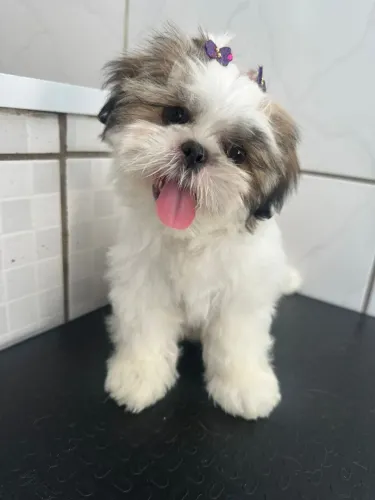 Cachorra Shitzu 