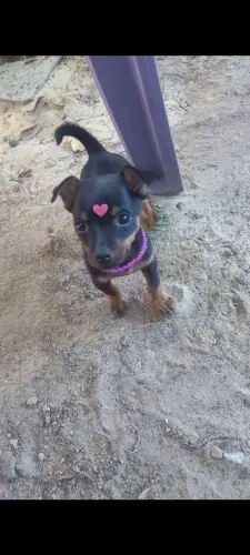 Pinscher Fêmea N1