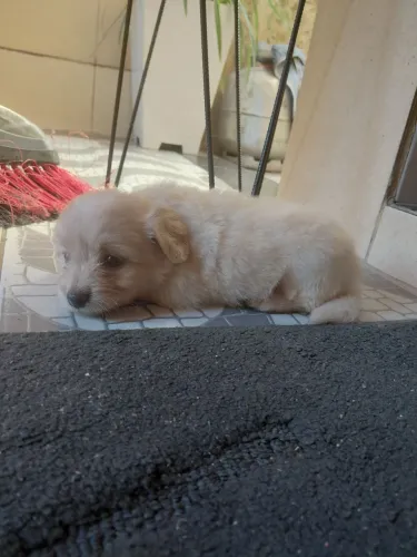 Filhote de poodle