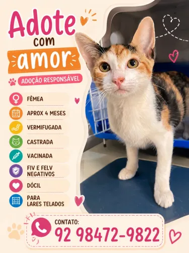 Gatinha para adoção 