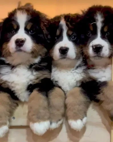 Filhotes de Bernese | Um companheiro cheio de alegria!