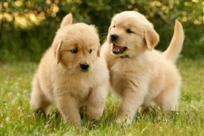 Golden Retriever "Amizade é meu maior talento."