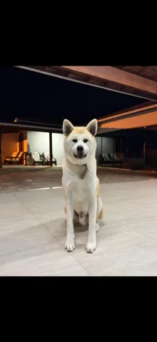 Akita Macho Castrado para Adoção