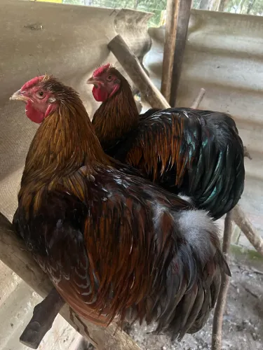 Galos Wyandotte