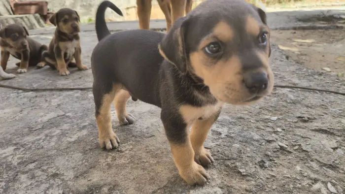 Cães macho para doação