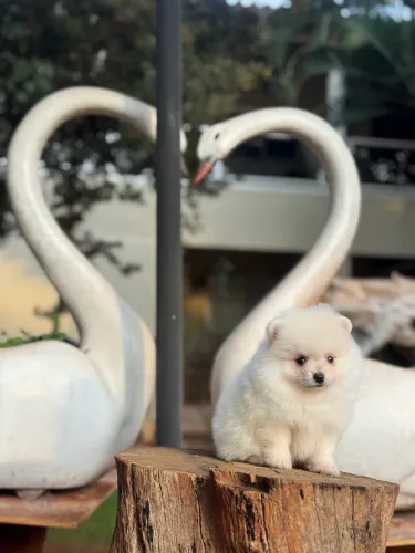 Lulu da Pomerania anão 