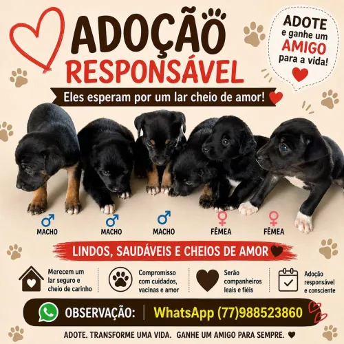 Adoção responsável..