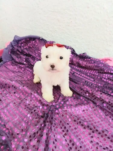 Maltês macho e fêmea legítimos