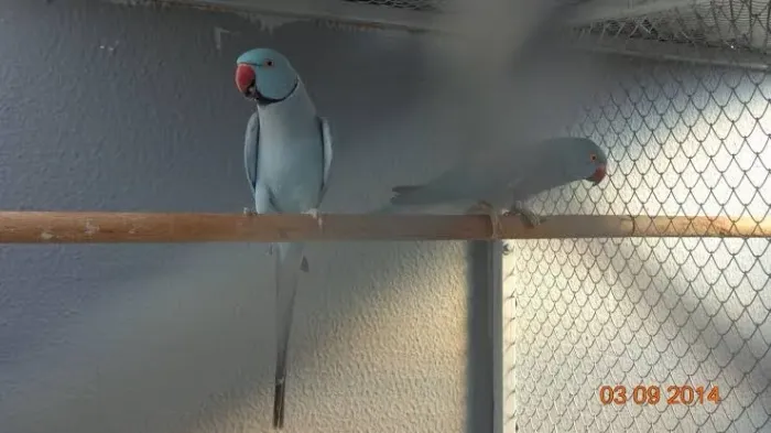 Casal azul puro 2020